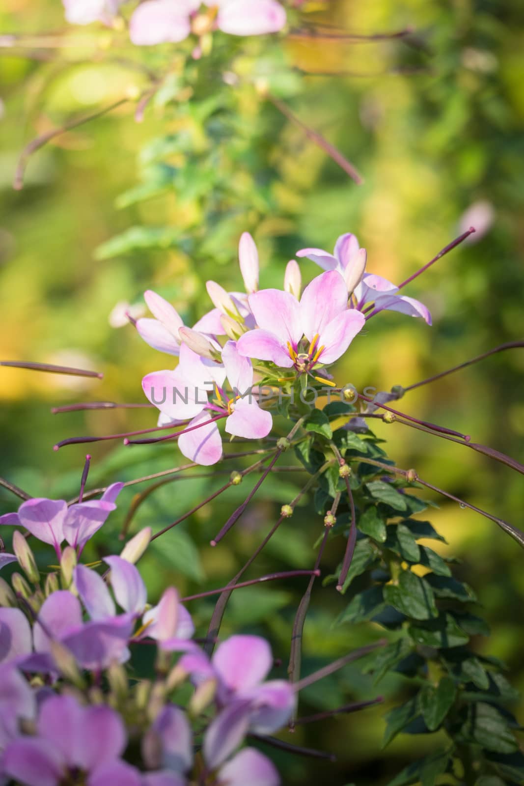 The background image of the colorful flowers, background nature