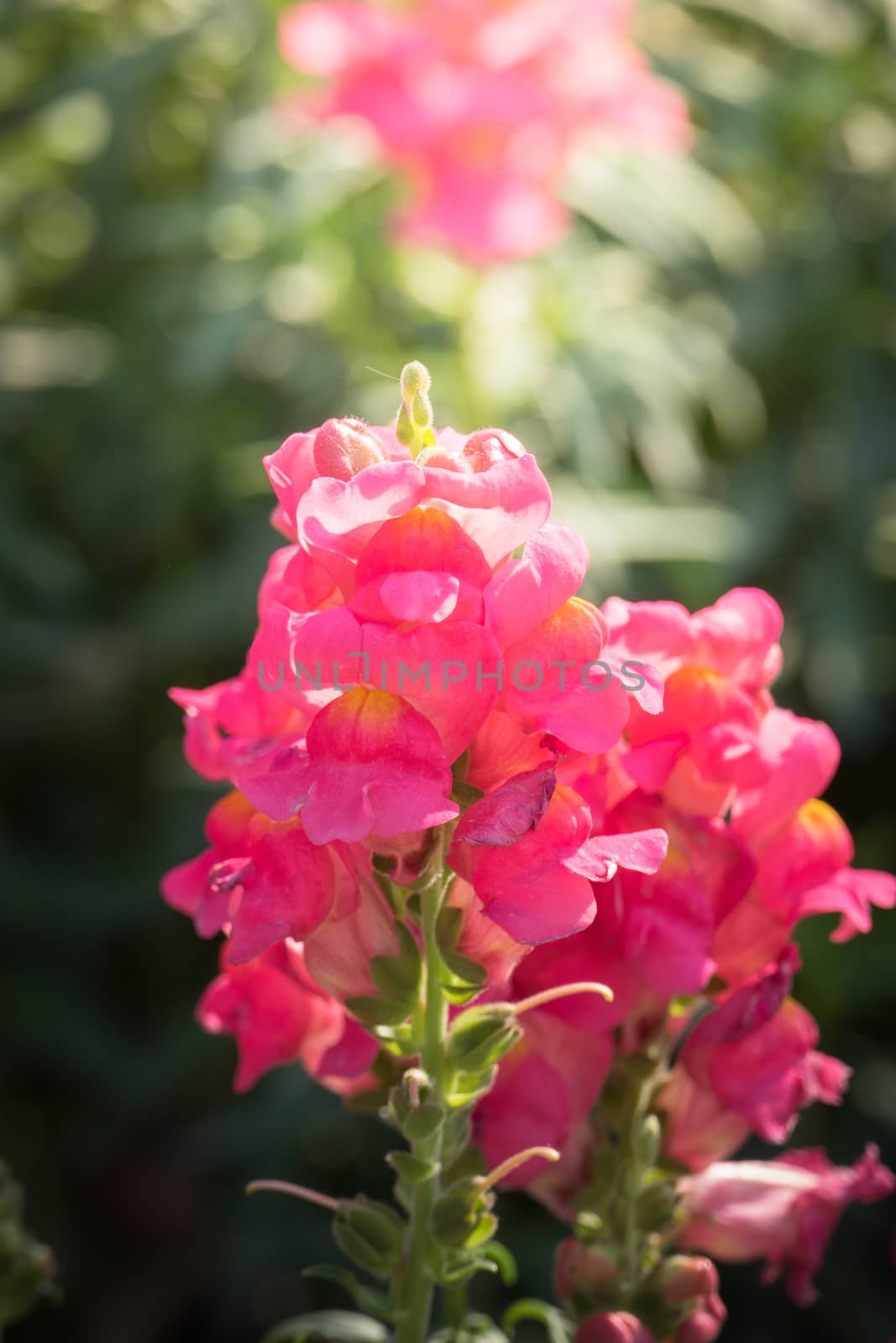 The background image of the colorful flowers, background nature