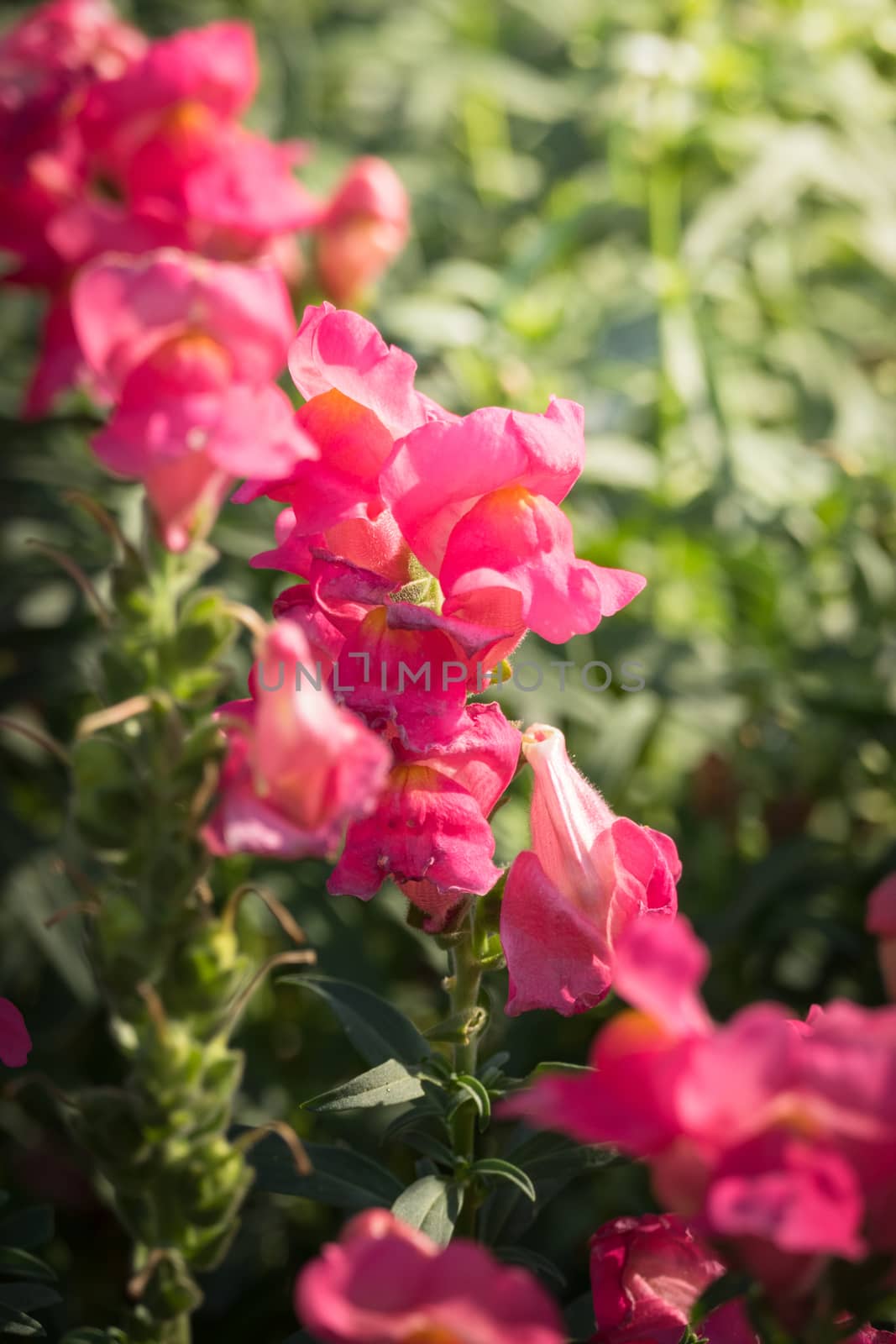 The background image of the colorful flowers, background nature