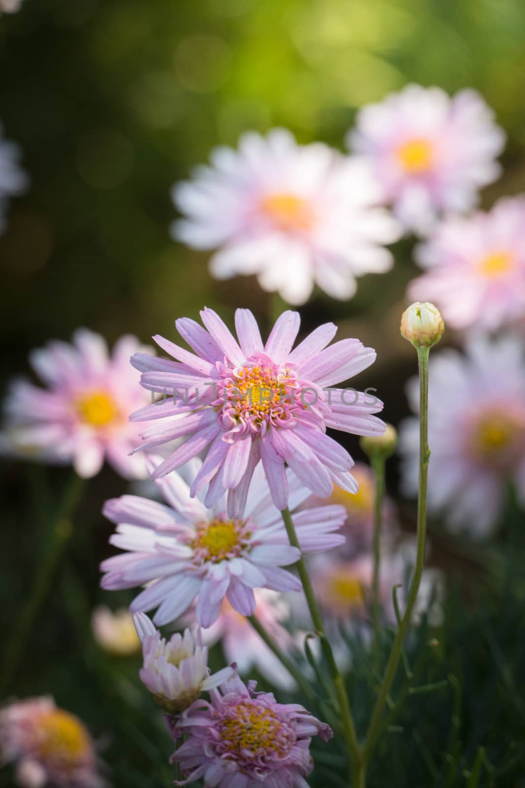 The background image of the colorful flowers, background nature