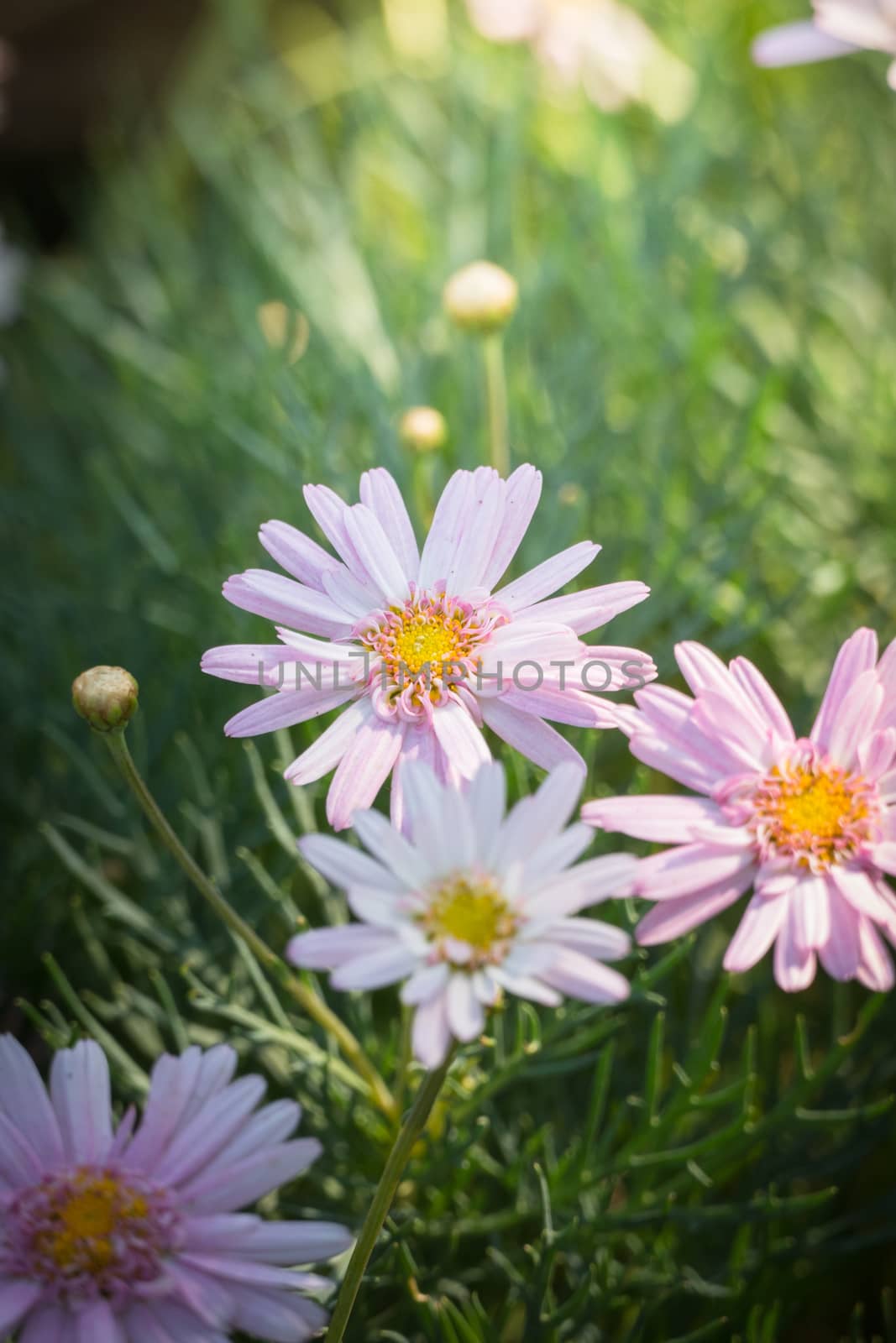 The background image of the colorful flowers, background nature