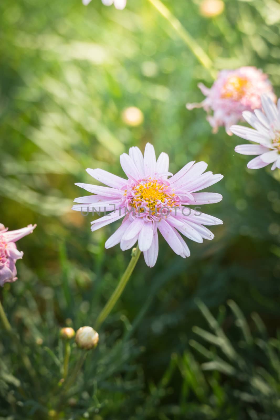 The background image of the colorful flowers, background nature