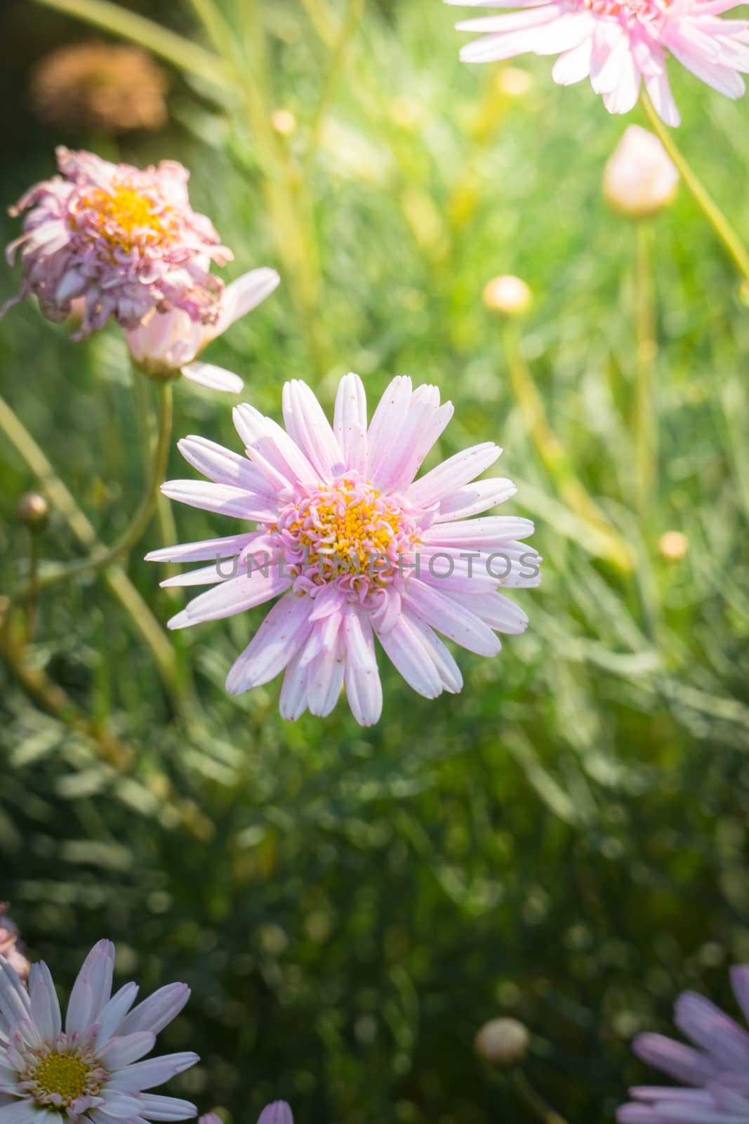 The background image of the colorful flowers, background nature