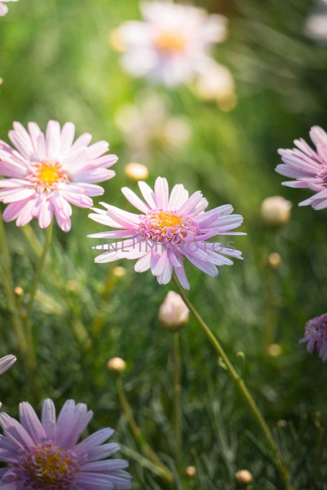 The background image of the colorful flowers, background nature