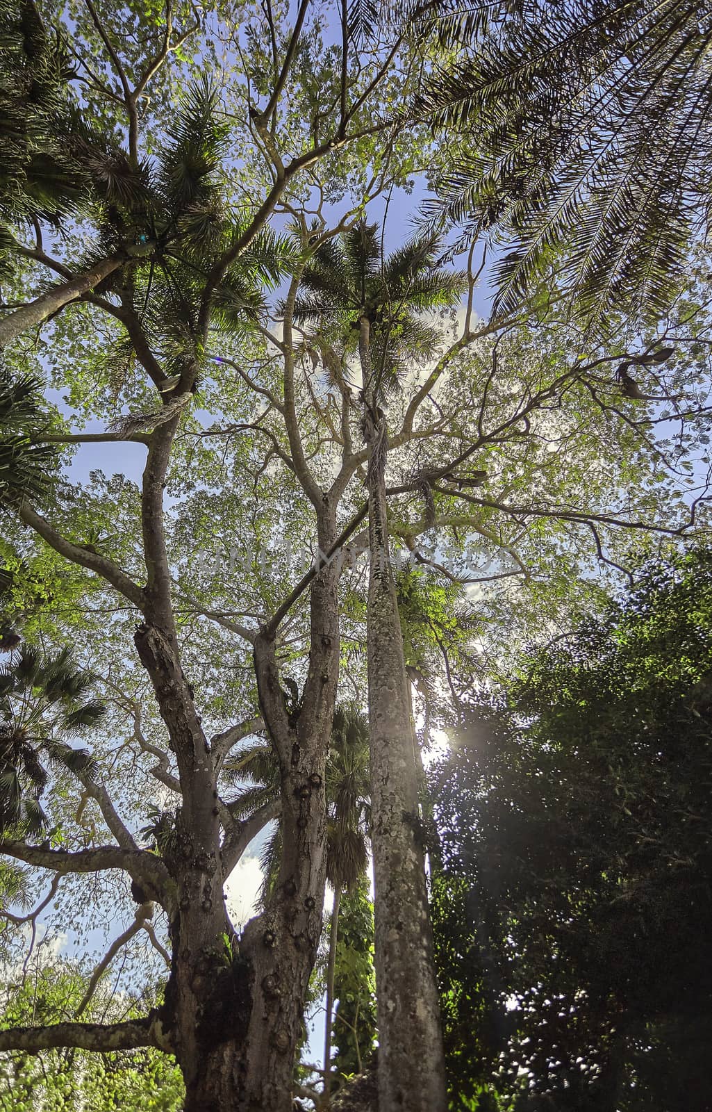 Very high pair of palms #4 by pippocarlot