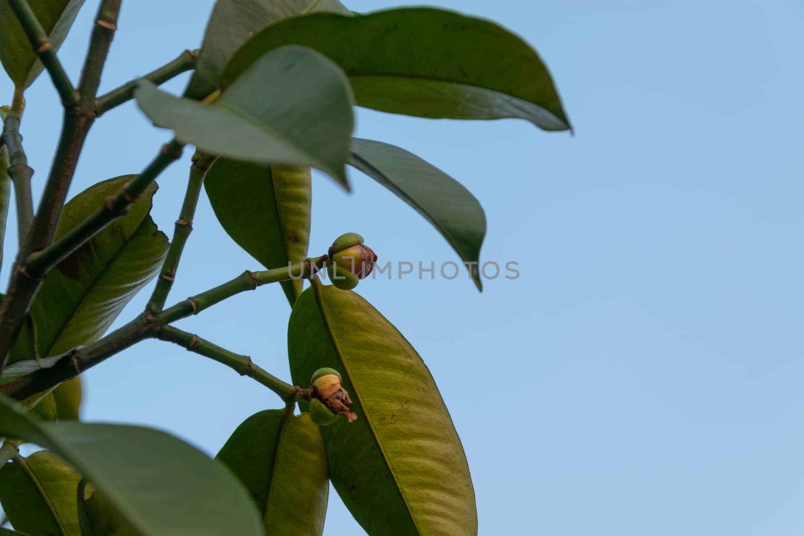 The little of rose apple tree in the garden on the morning by Banglade