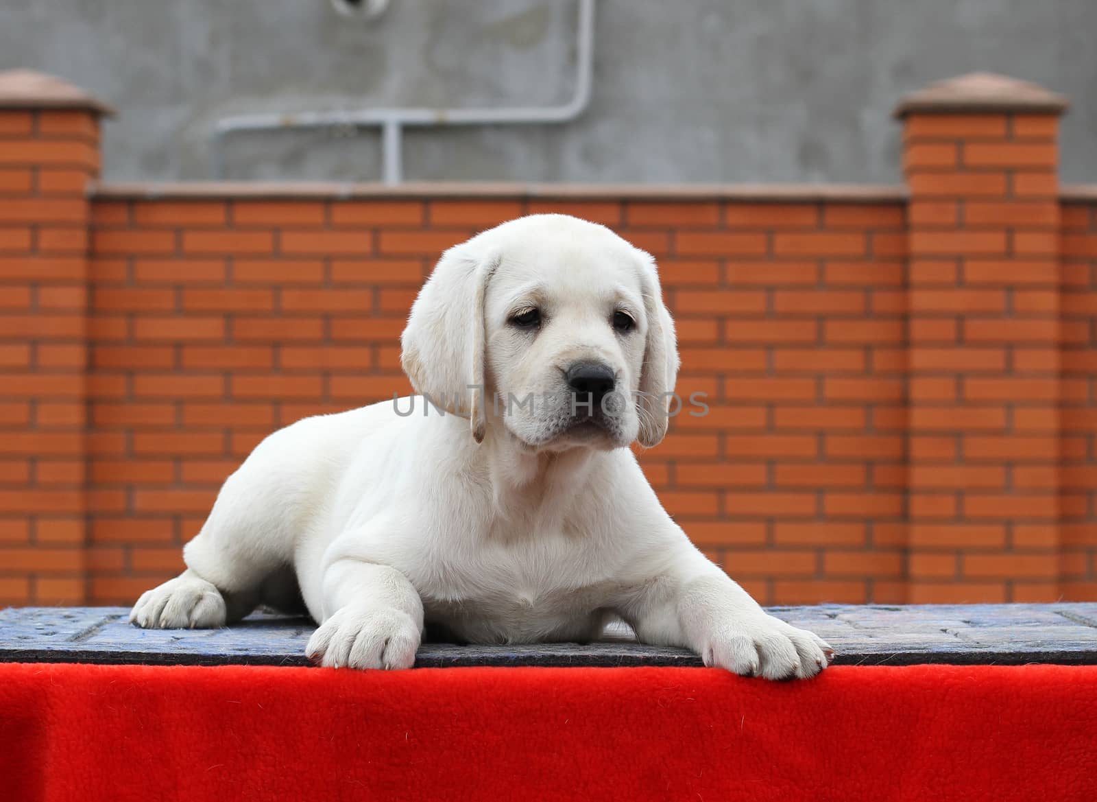 the little yellow labrador puppy sitting on red background