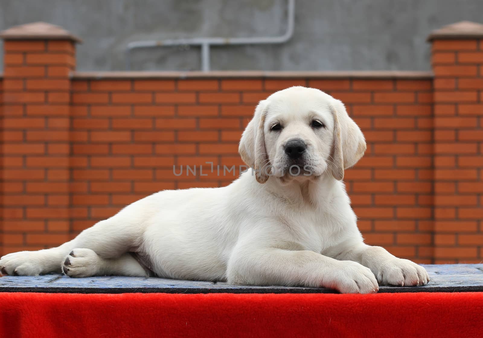 little yellow labrador puppy sitting on red background