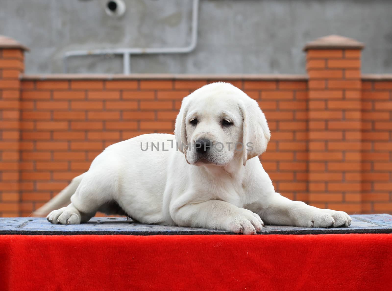 a little yellow labrador puppy sitting on red background