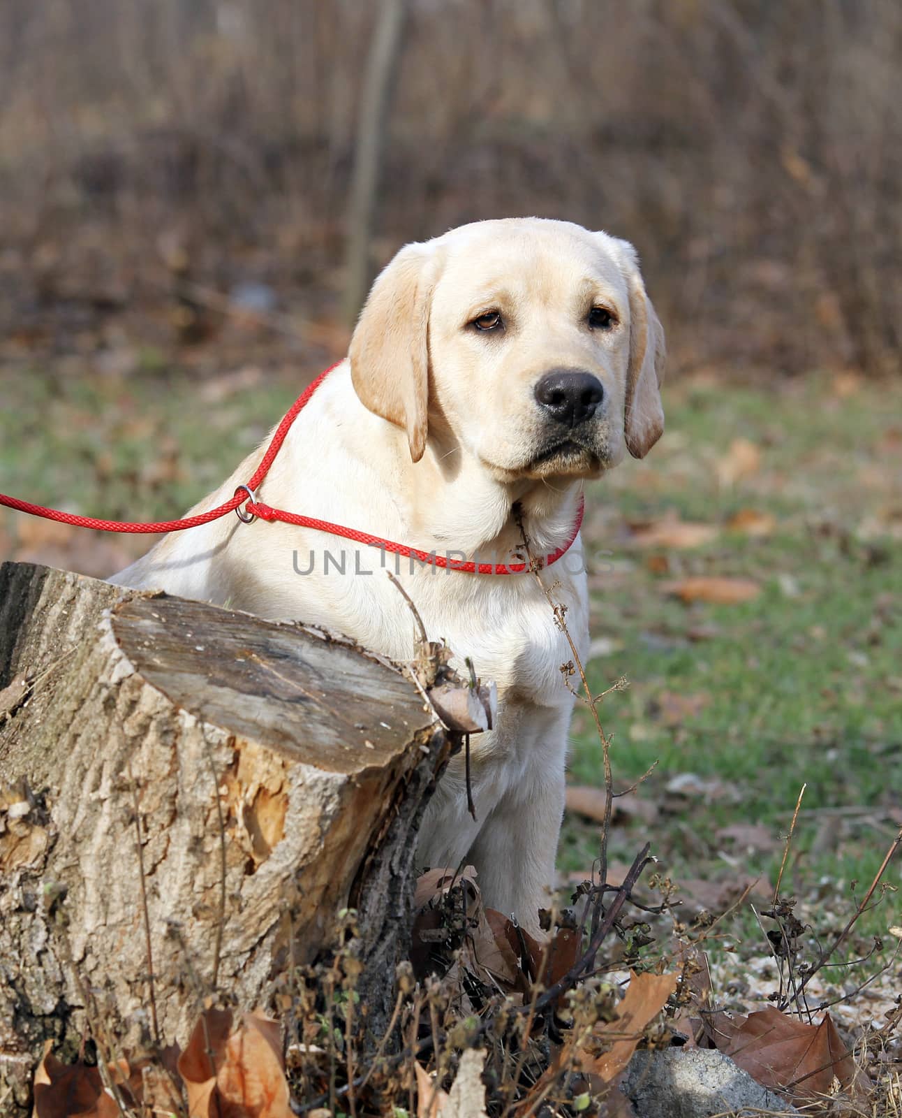 yellow labrador sitting in the park