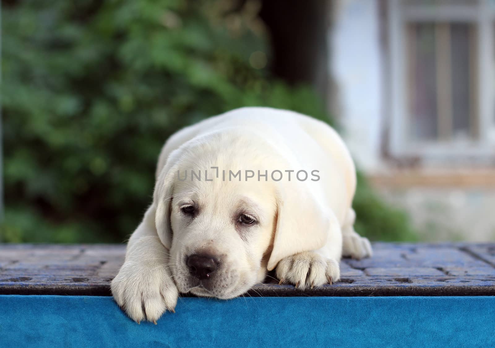the sweet little yellow labrador puppy sitting on blue background