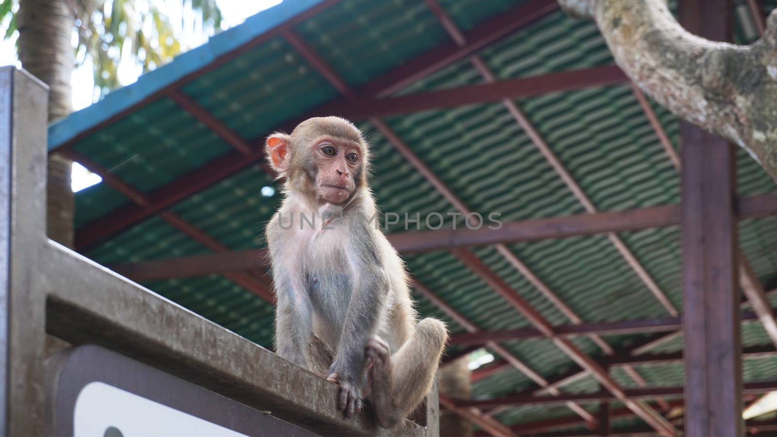 A cute monkey. China, Hainan by natali_brill