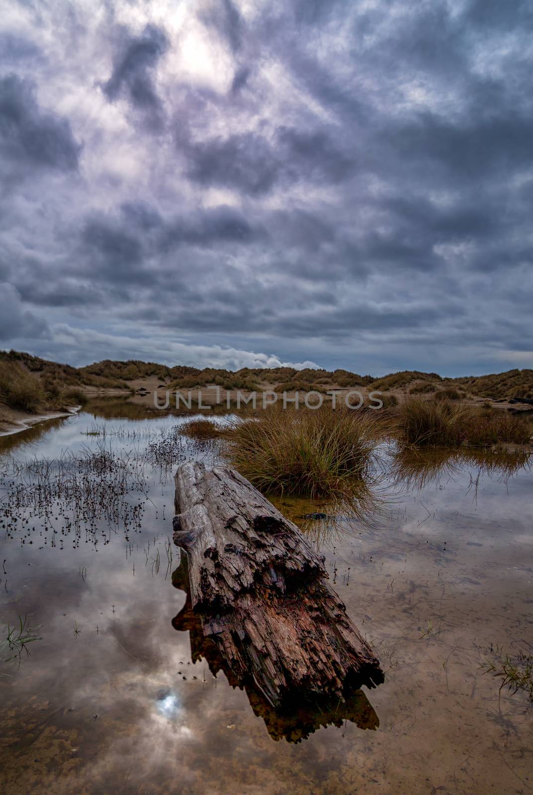 Reflections in a Rainwater Pond, Sand Dunes, Oregon, USA by backyard_photography