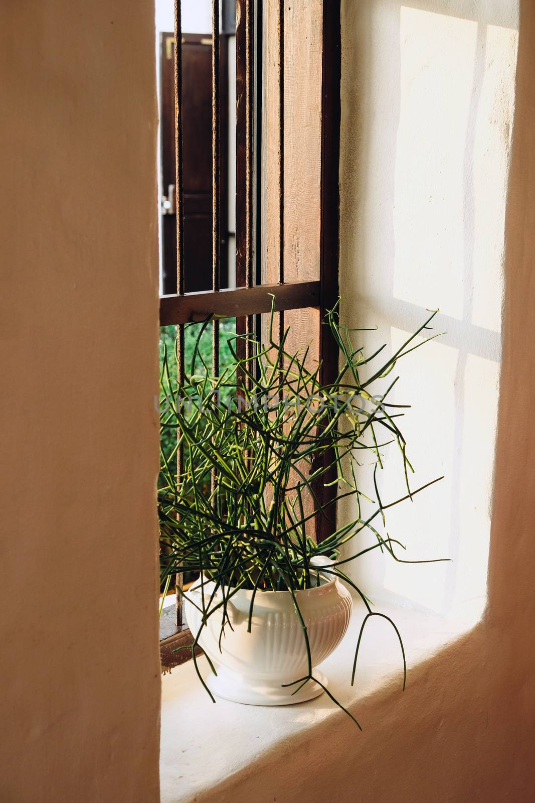 Euphorbia tirucalli plant on window