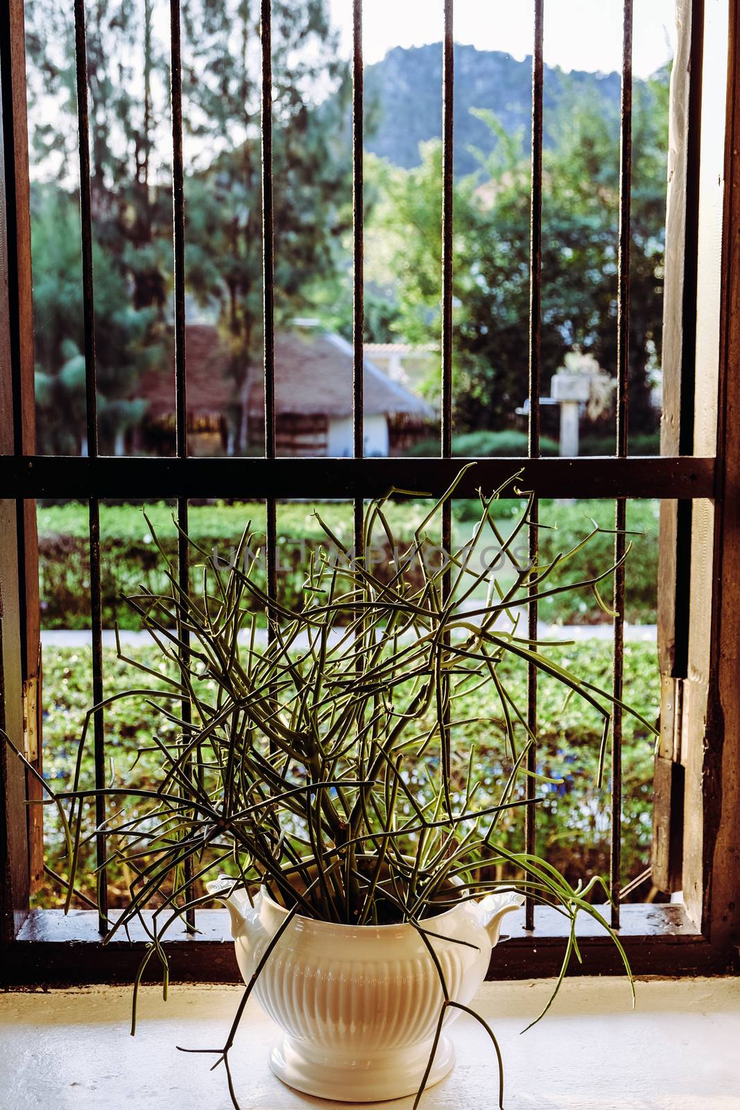 Euphorbia tirucalli plant on window