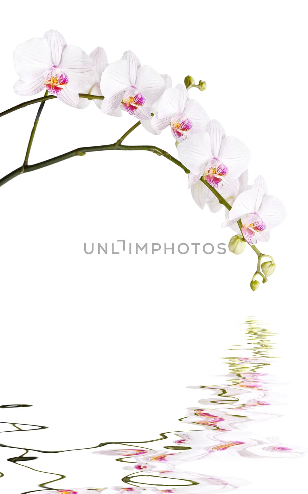Long branch of white orchids phalaenopsis isolated on a white background, reflected in the water surface with small waves