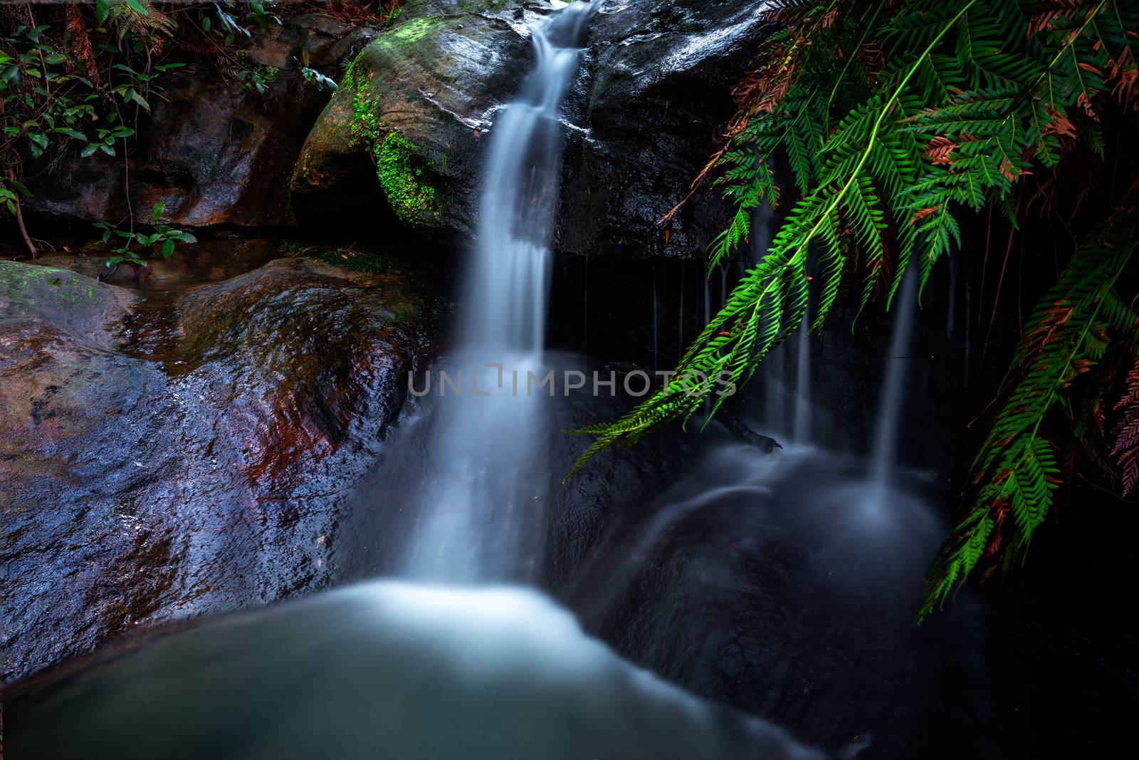 Water flowing over rocks past lush ferns along the Leura Cascades in Blue Mountains Australia