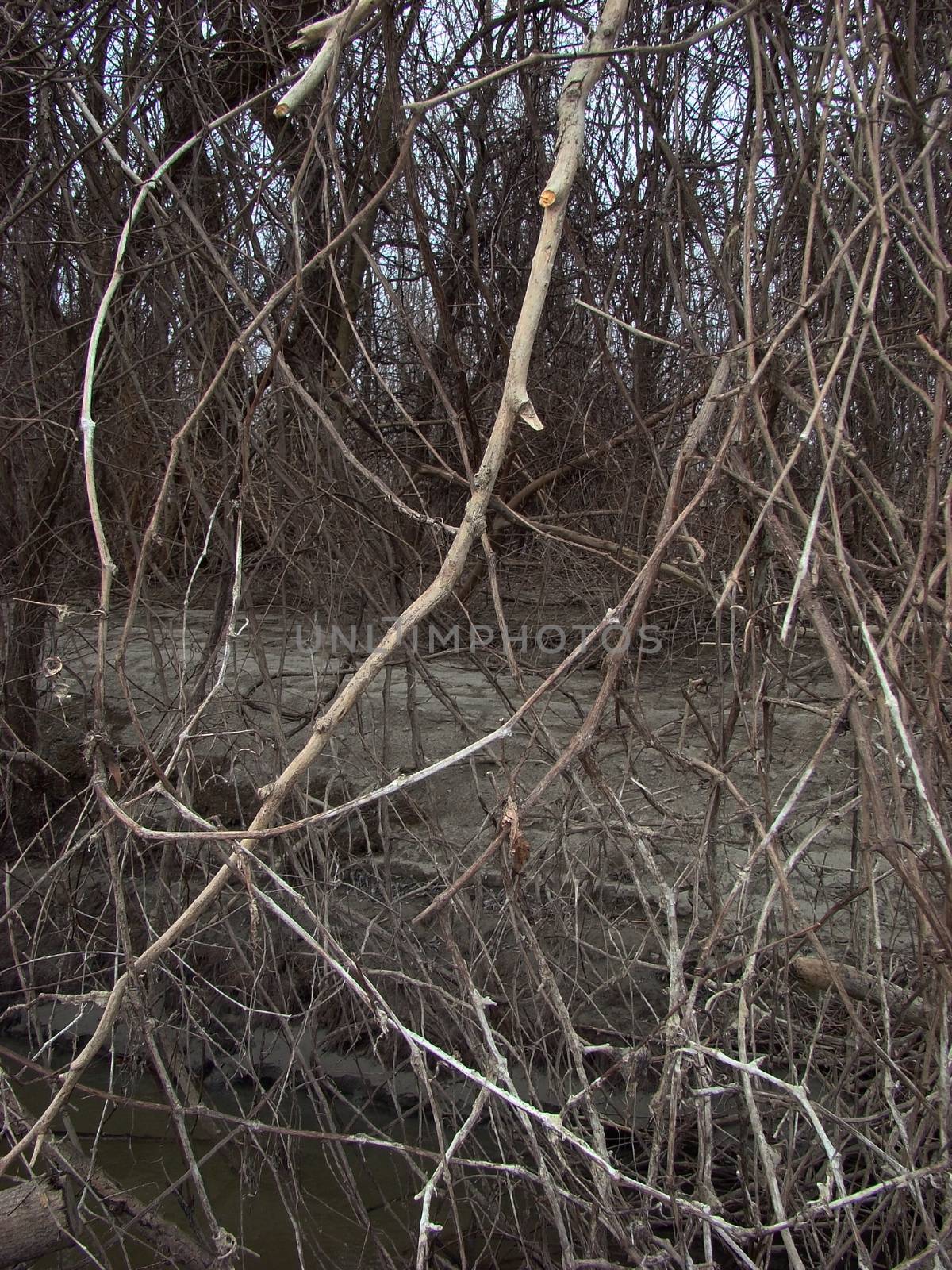 The Danube's arms and islands are awaiting the spring.
Trees, shrubs, herbs, paths, birds, snow and ice are worth touching, seeing, sniffing.
You will surely return on a beautiful day through these little places.