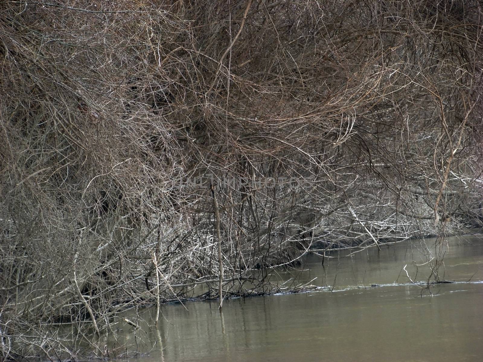 The Danube's arms and islands are awaiting the spring.
Trees, shrubs, herbs, paths, birds, snow and ice are worth touching, seeing, sniffing.
You will surely return on a beautiful day through these little places.