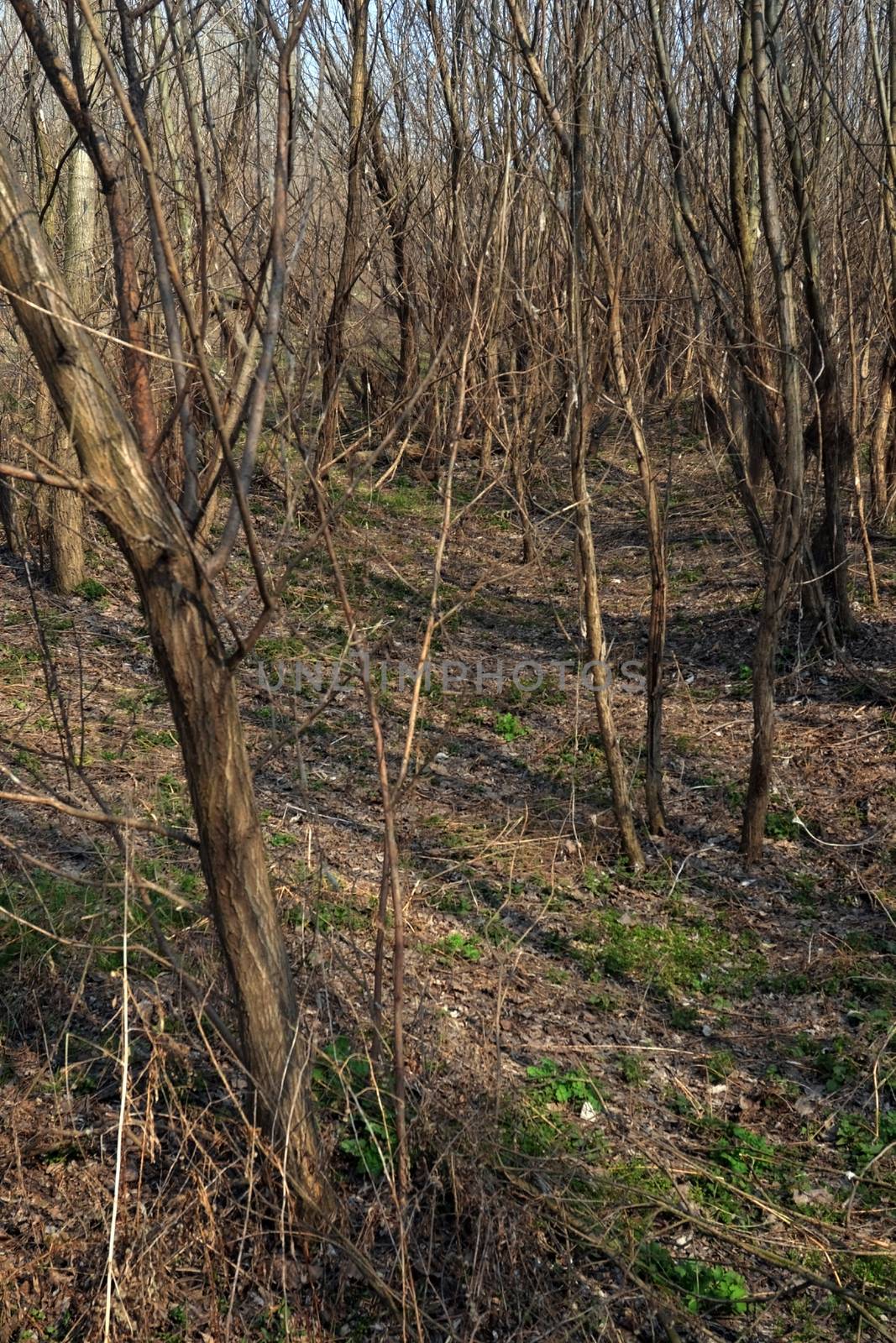 The Danube's arms and islands are awaiting the spring.
Trees, shrubs, herbs, paths, birds, snow and ice are worth touching, seeing, sniffing.
You will surely return on a beautiful day through these little places.