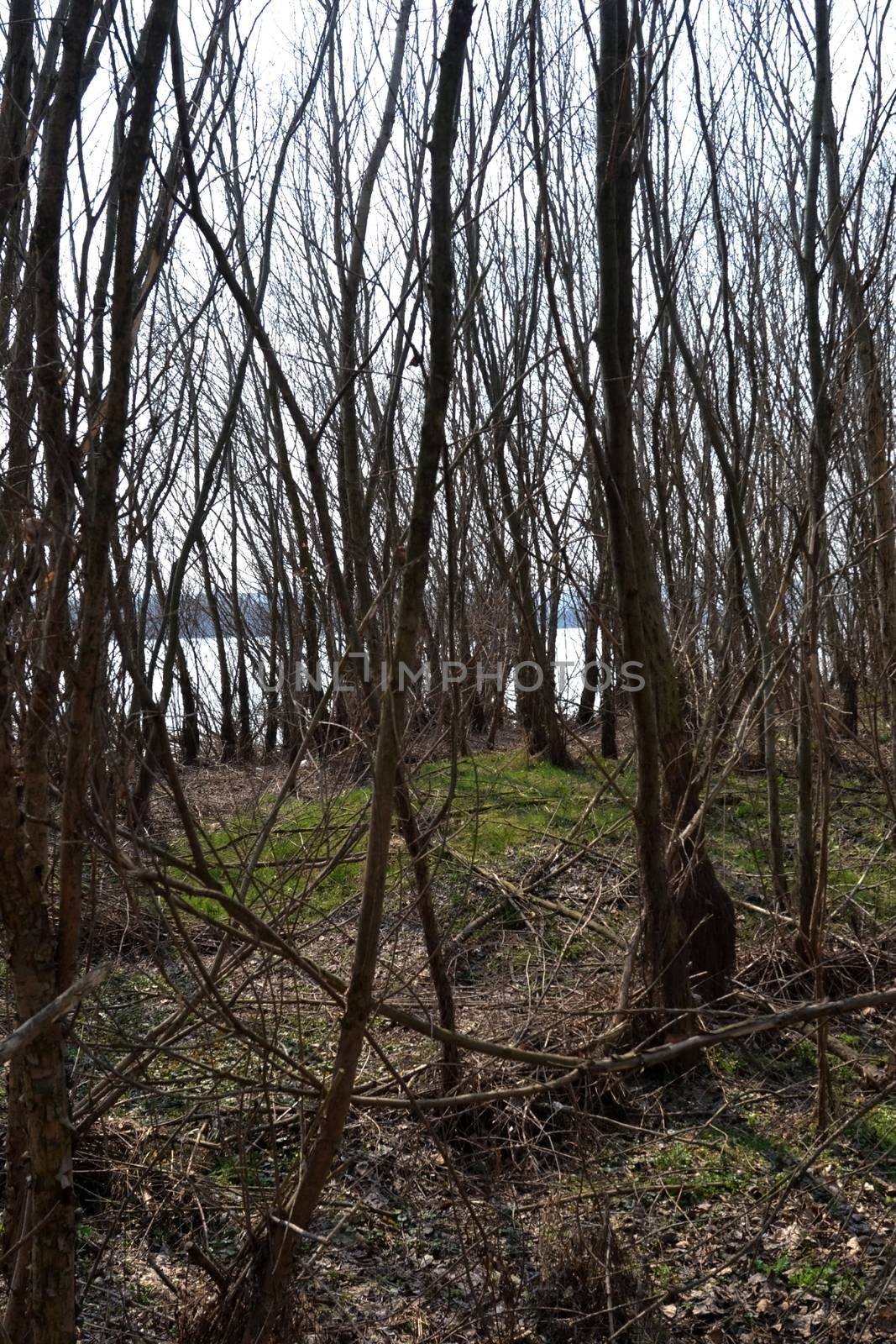 The Danube's arms and islands are awaiting the spring.
Trees, shrubs, herbs, paths, birds, snow and ice are worth touching, seeing, sniffing.
You will surely return on a beautiful day through these little places.