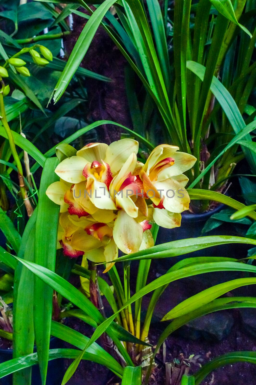 Fire Lily or Glory Lily also called flame lily, gloriosa lily, superb lily, climbing lily, and creeping lily, a Gloriosa plant family native in tropical and southern Africa to Asia.