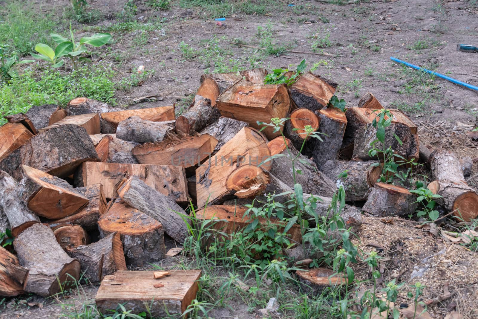 Pile of the firewood waiting for burning by Banglade