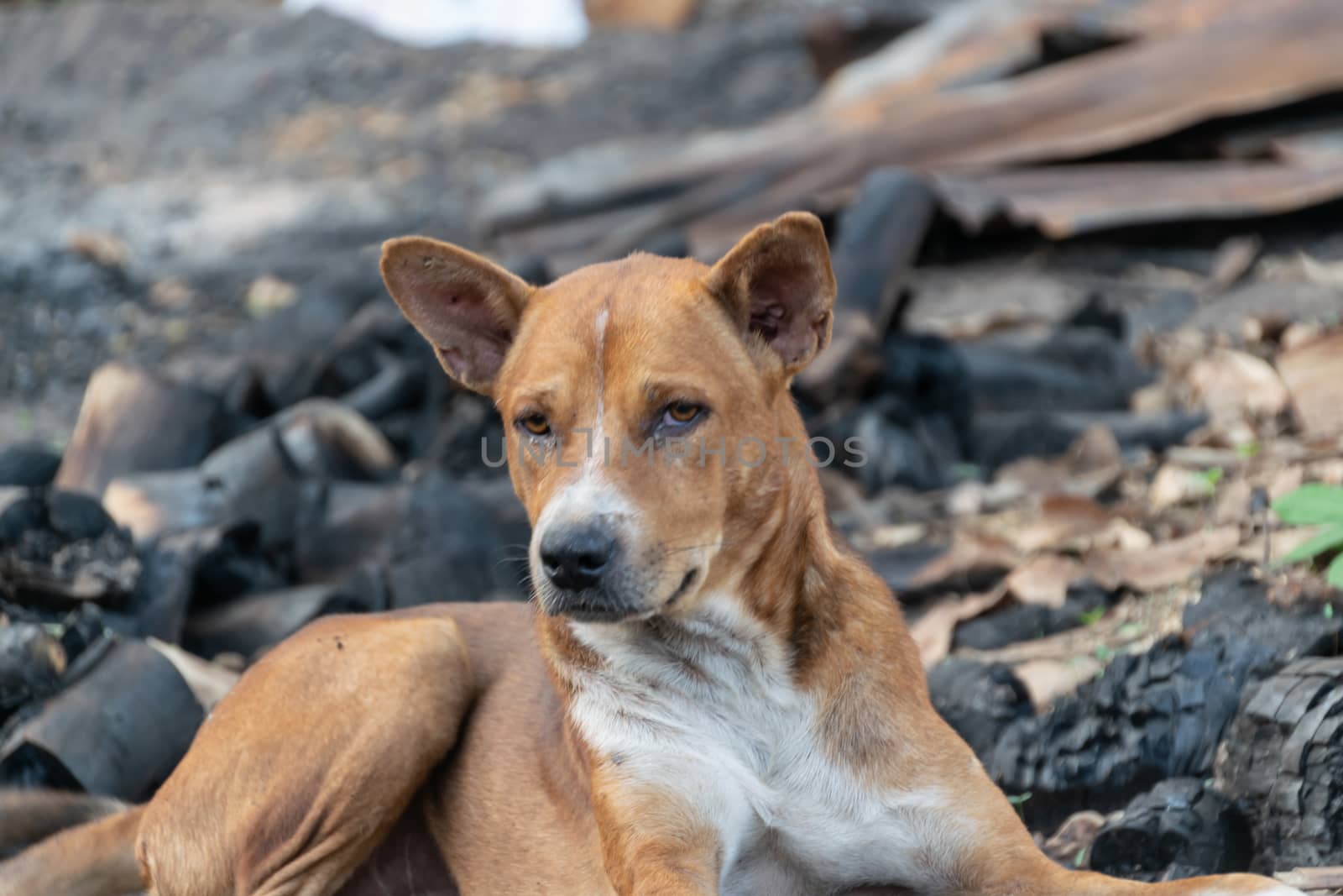 Brown dog with his sad eyes waiting for his owner.  by Banglade