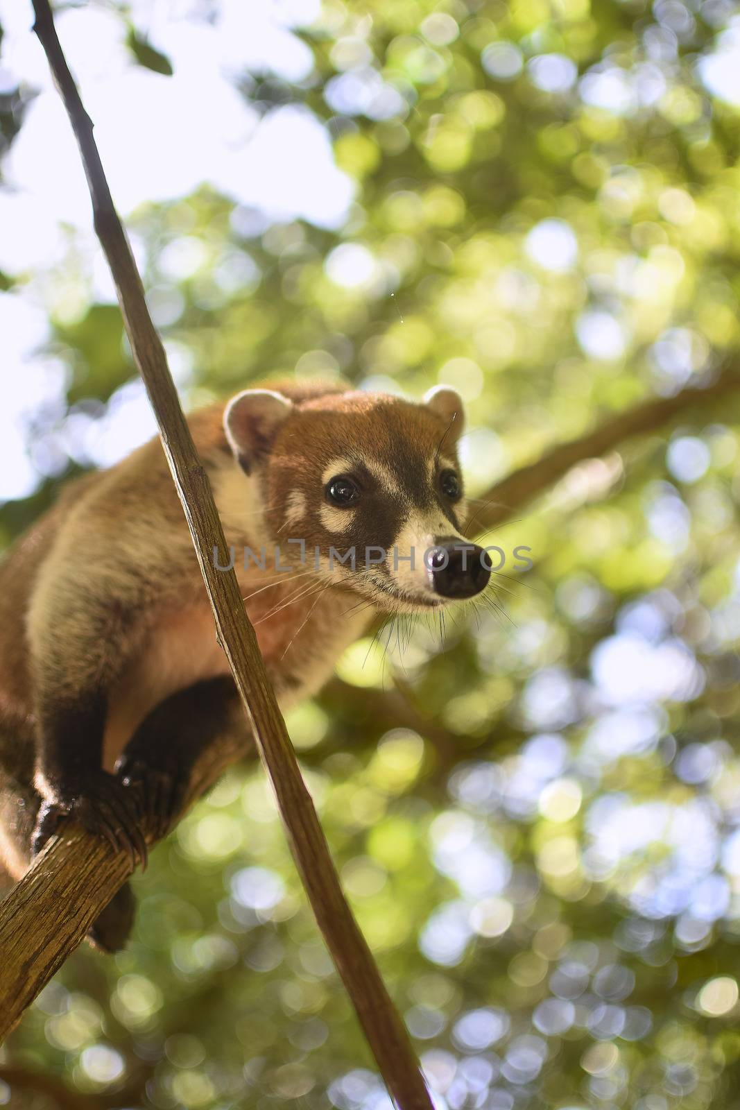 Coati balanced between the branches #3