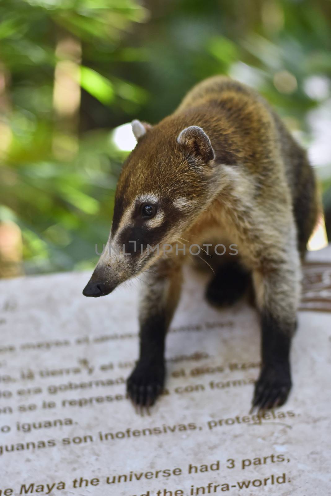 Portrait of a Coati in its natural environment