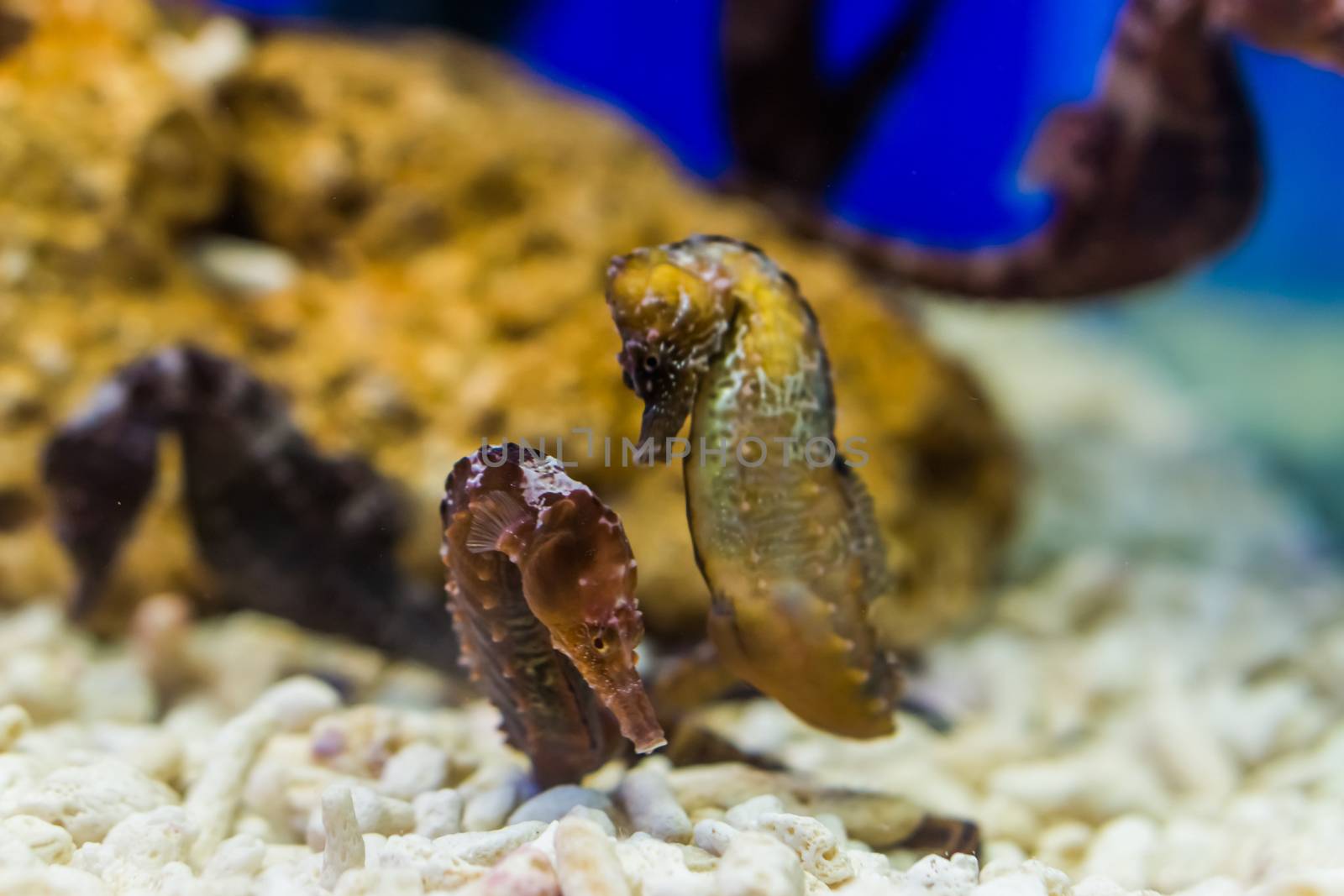 two northern seahorses together, tropical aquarium pets from the atlantic ocean, vulnerable animal specie by charlottebleijenberg