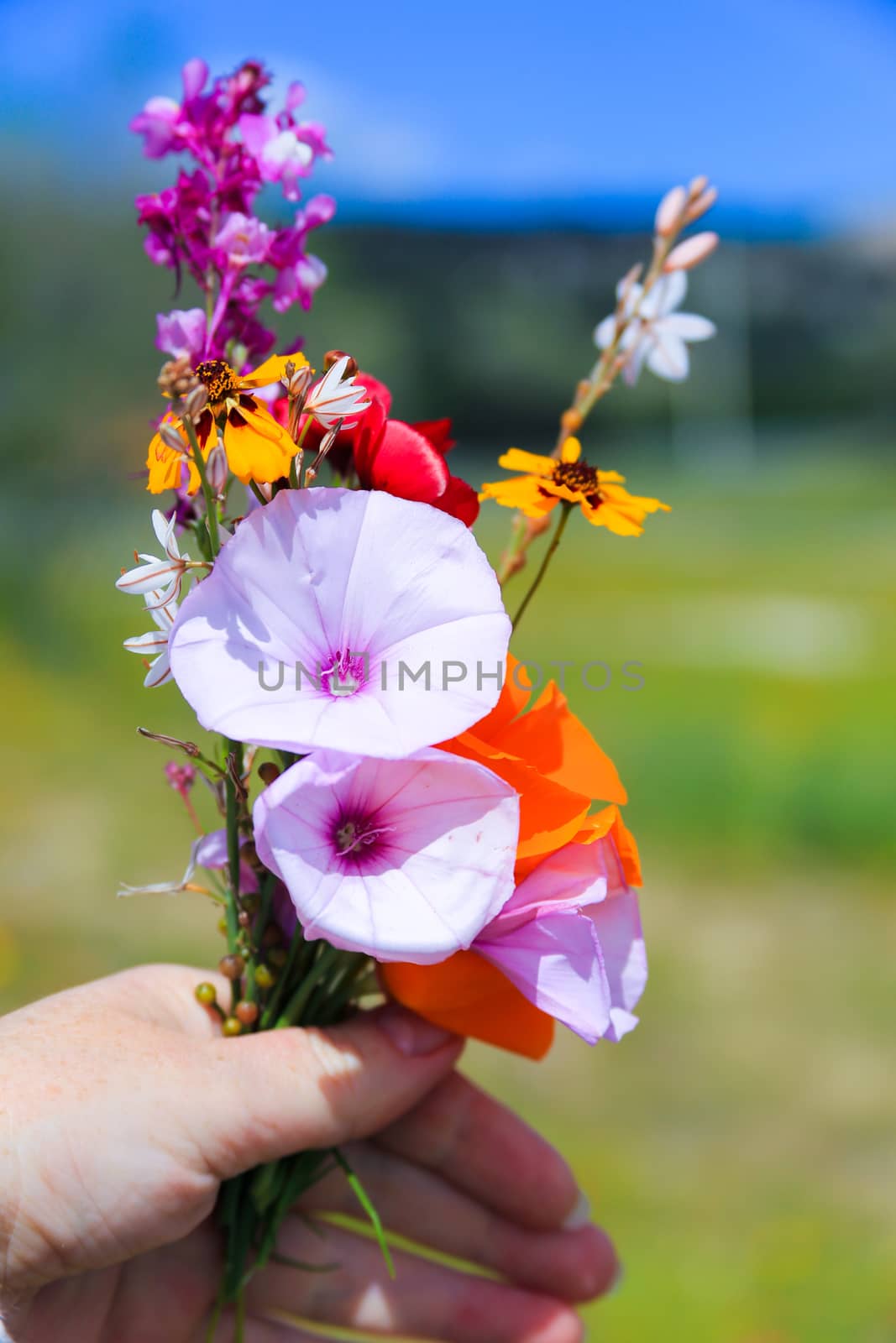 A woman hand holding a bouquet of wild flowers and herbs collected on the top of a mountain, wild nature postcard