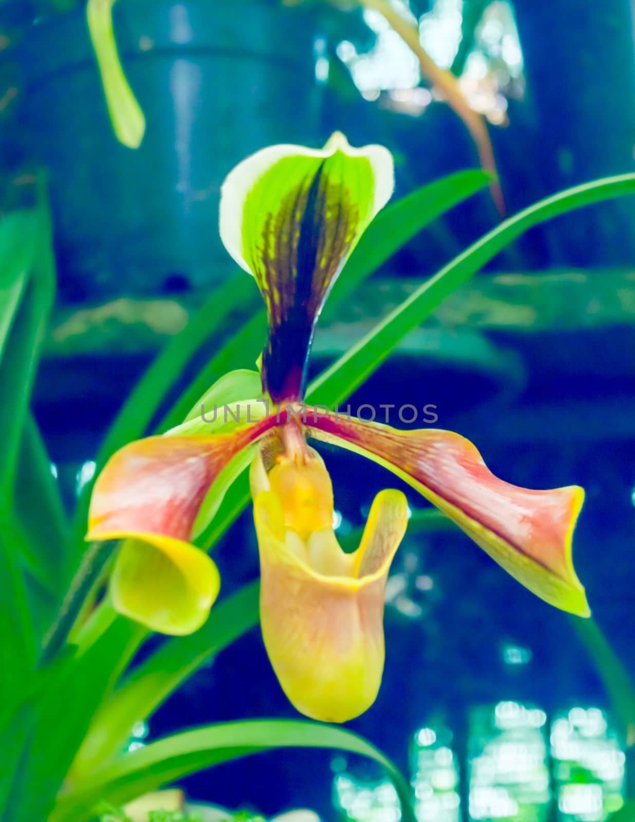 Hard-leaved Pocket Orchid (Paphiopedilum micranthum) commonly known as the Silver Slipper Orchid or Pocket Orchid. It blooms during late winter to early summer with one flower per inflorescence. by sudiptabhowmick