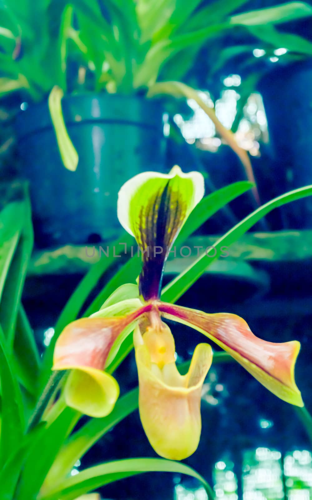 Hard-leaved Pocket Orchid (Paphiopedilum micranthum) commonly known as the Silver Slipper Orchid or Pocket Orchid. It blooms during late winter to early summer with one flower per inflorescence.