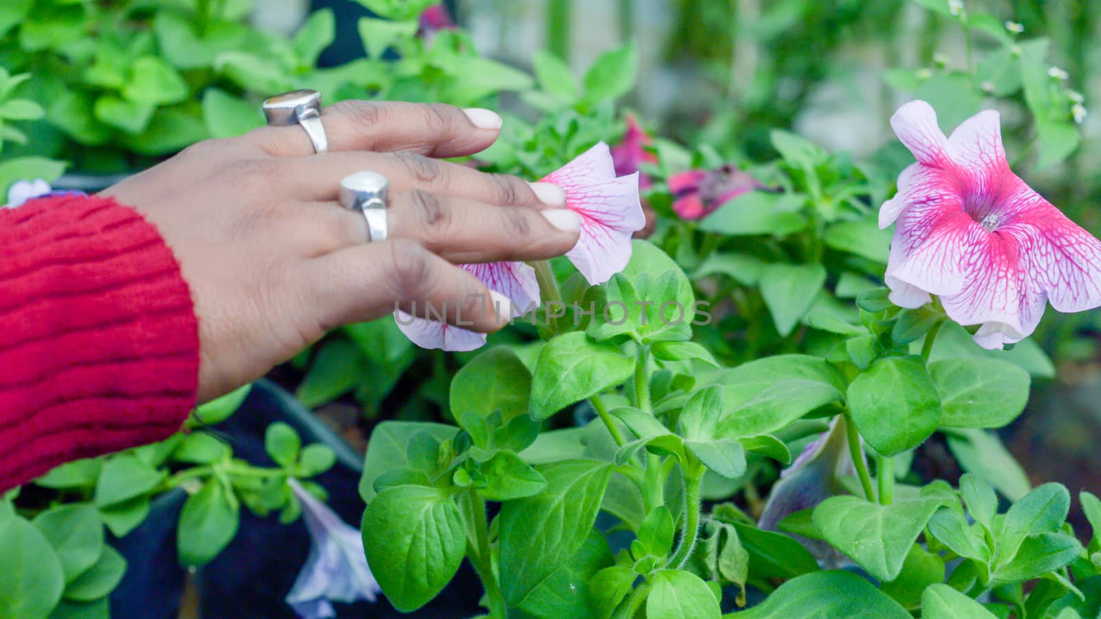 Young lady hand touch on Petunia flower plants in a flower nursery farm. Human and nature contact. by sudiptabhowmick