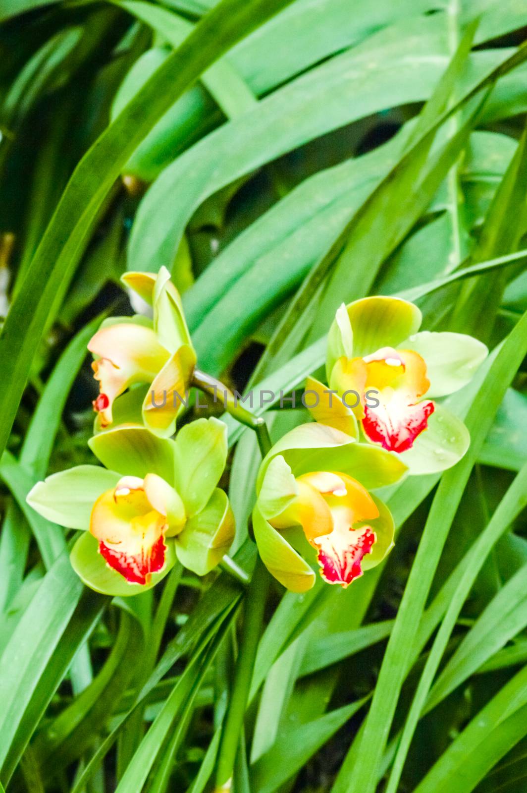 Fire Lily or Glory Lily also called flame lily, gloriosa lily, superb lily, climbing lily, and creeping lily, a Gloriosa plant family native in tropical and southern Africa to Asia. by sudiptabhowmick