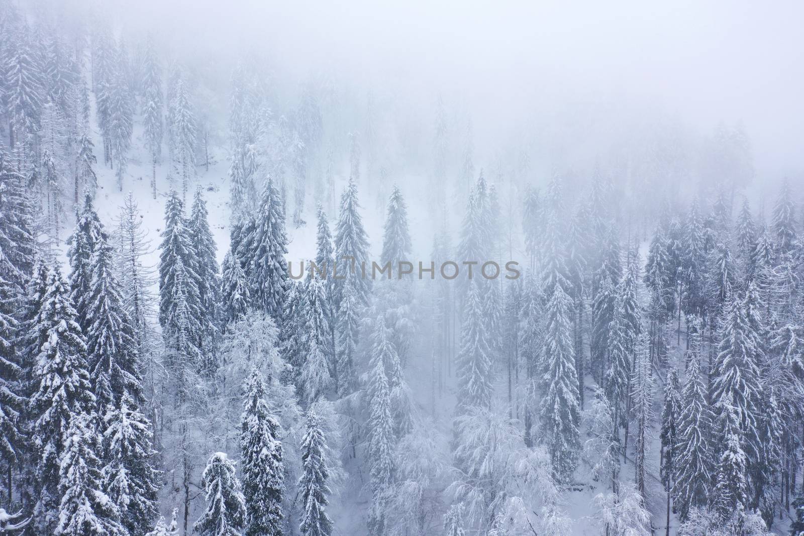 Aerial view on the coniferous forest in the mountains in winter by vlad_star