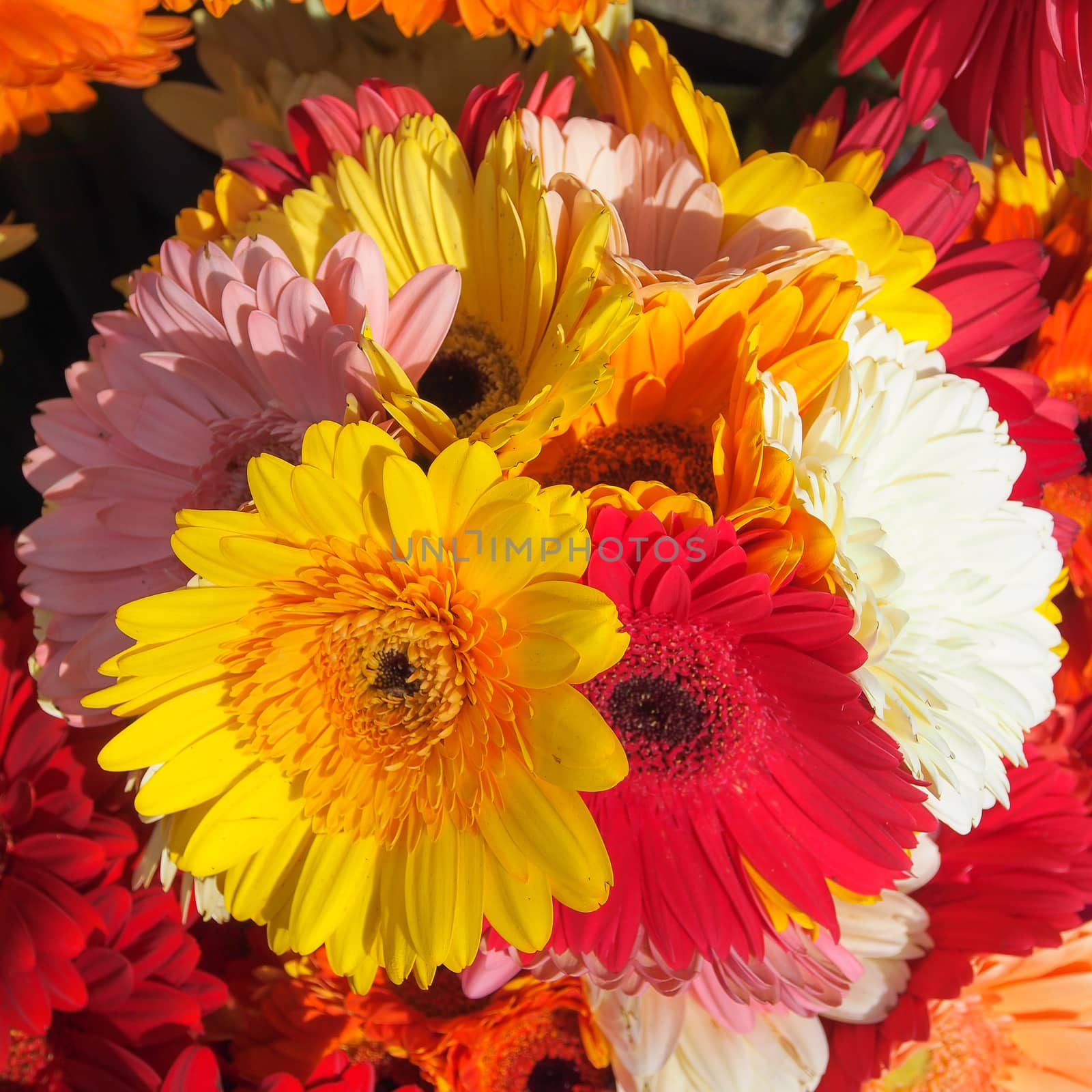 Close up of bouquet of colorful Barberton  Daisy by simpleBE