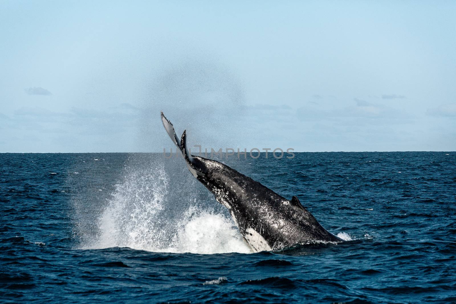 Whale migrating south tail slapping off the coast of Australia