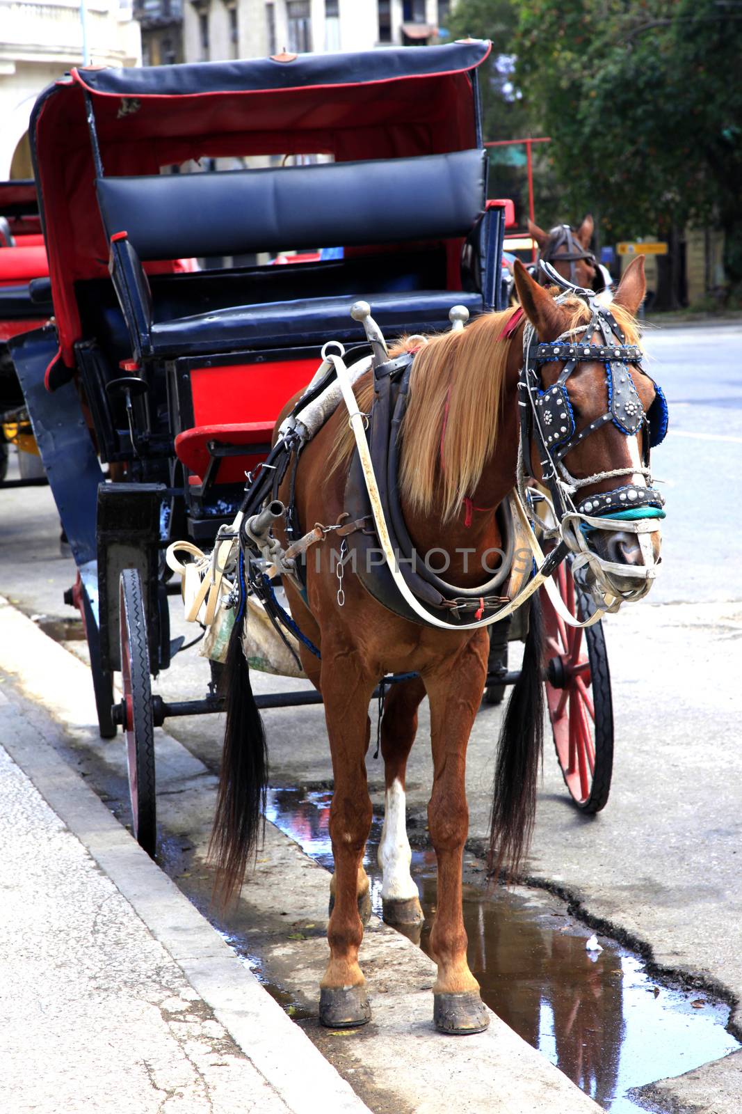 Horse carriage in tourist tour through the colonial part of the old Havana very typical in the streets of Havana since the Cuban government started the international tourism industry. Havana. Cuba. January 10 2019