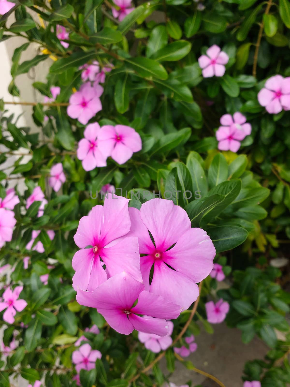 Catharanthus roseus, Gardens with delicate pink flowers of shameless maria, and green leaves in the background.