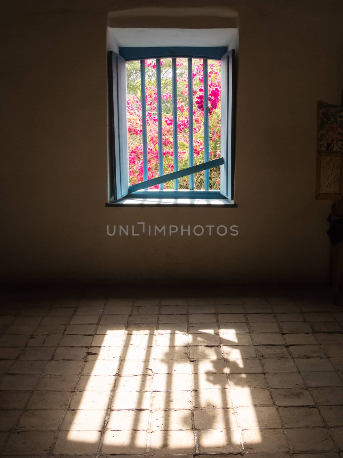 View of pink flowers colored by the bright and barred window of a dark room.