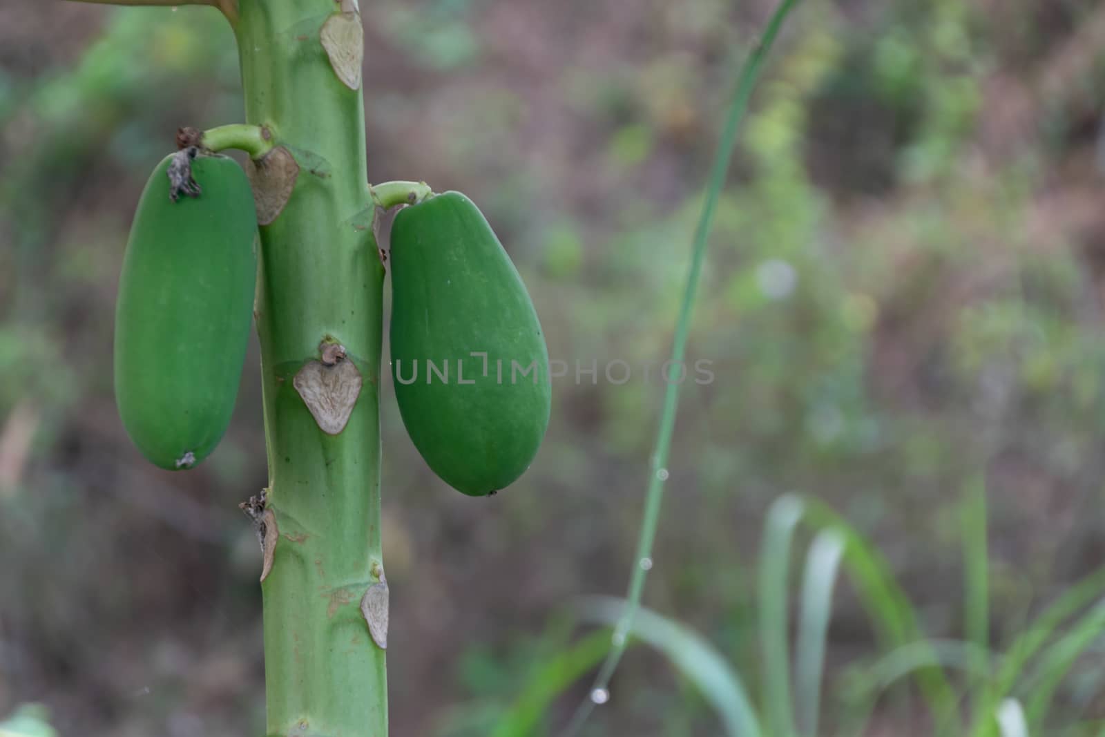 Close up of papaya fruit and tree in the garden