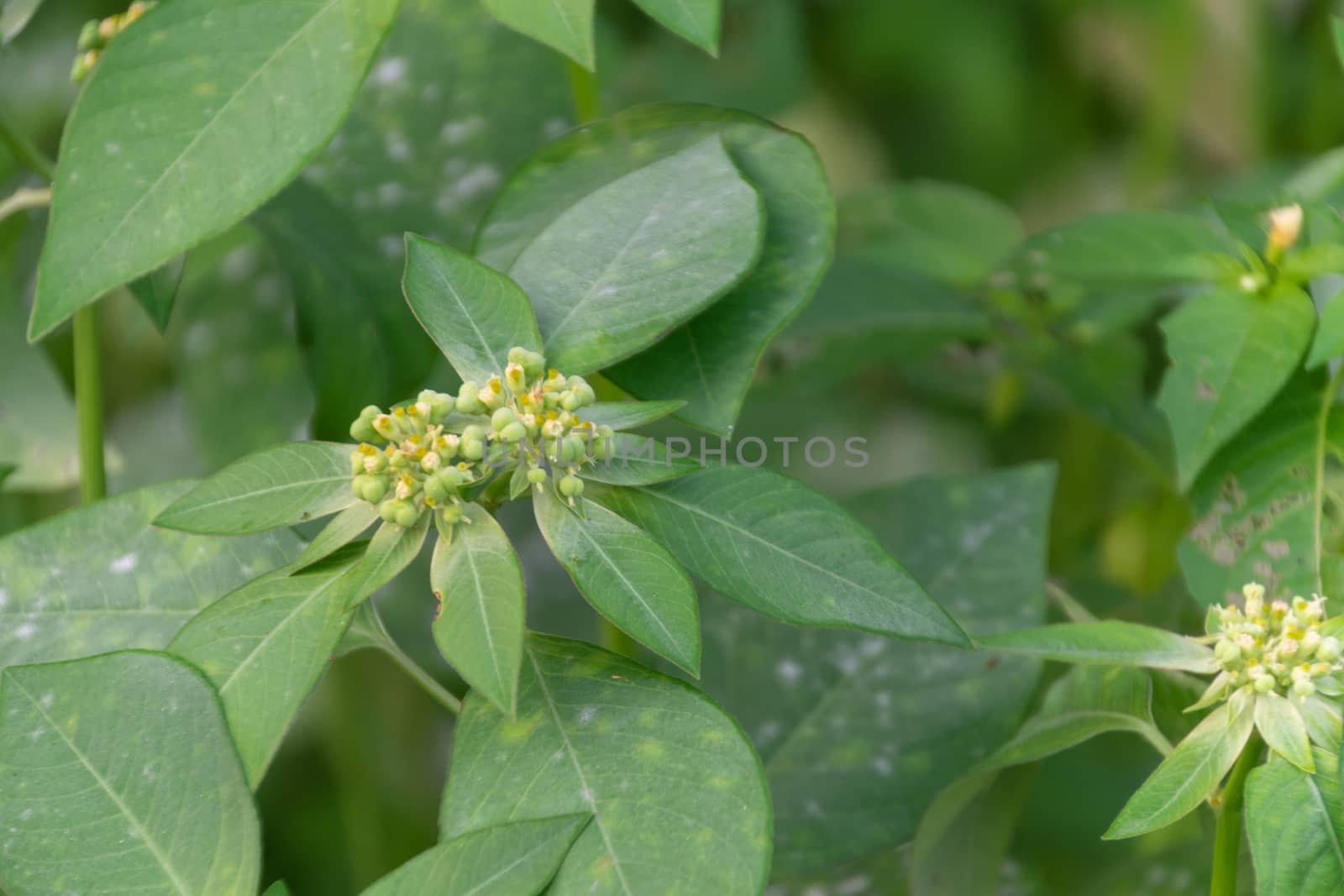 Euphorbia heterophylla grass flower in nature garden  by Banglade