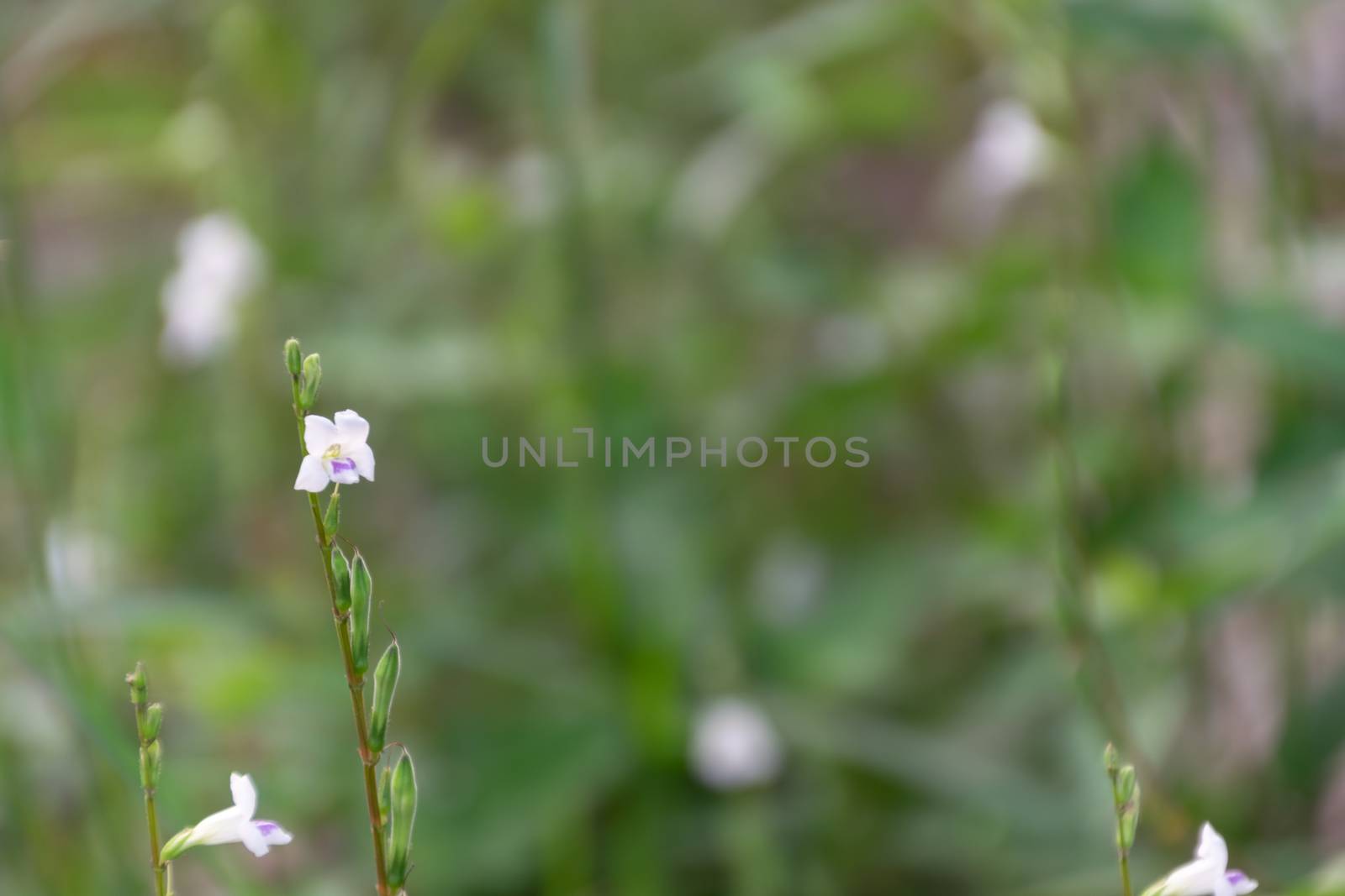 Close-up of small white flowers with green leaves on morning sun by Banglade