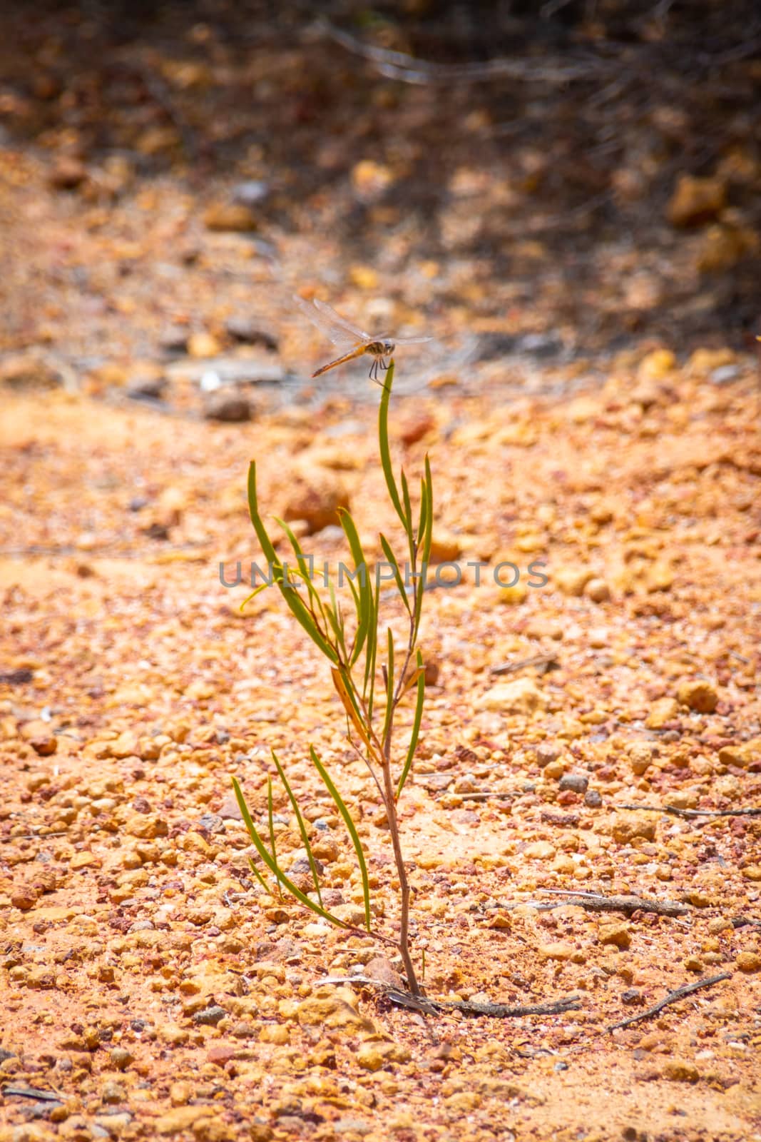 Dragon fly sitting on top of small plant in Australian Outback