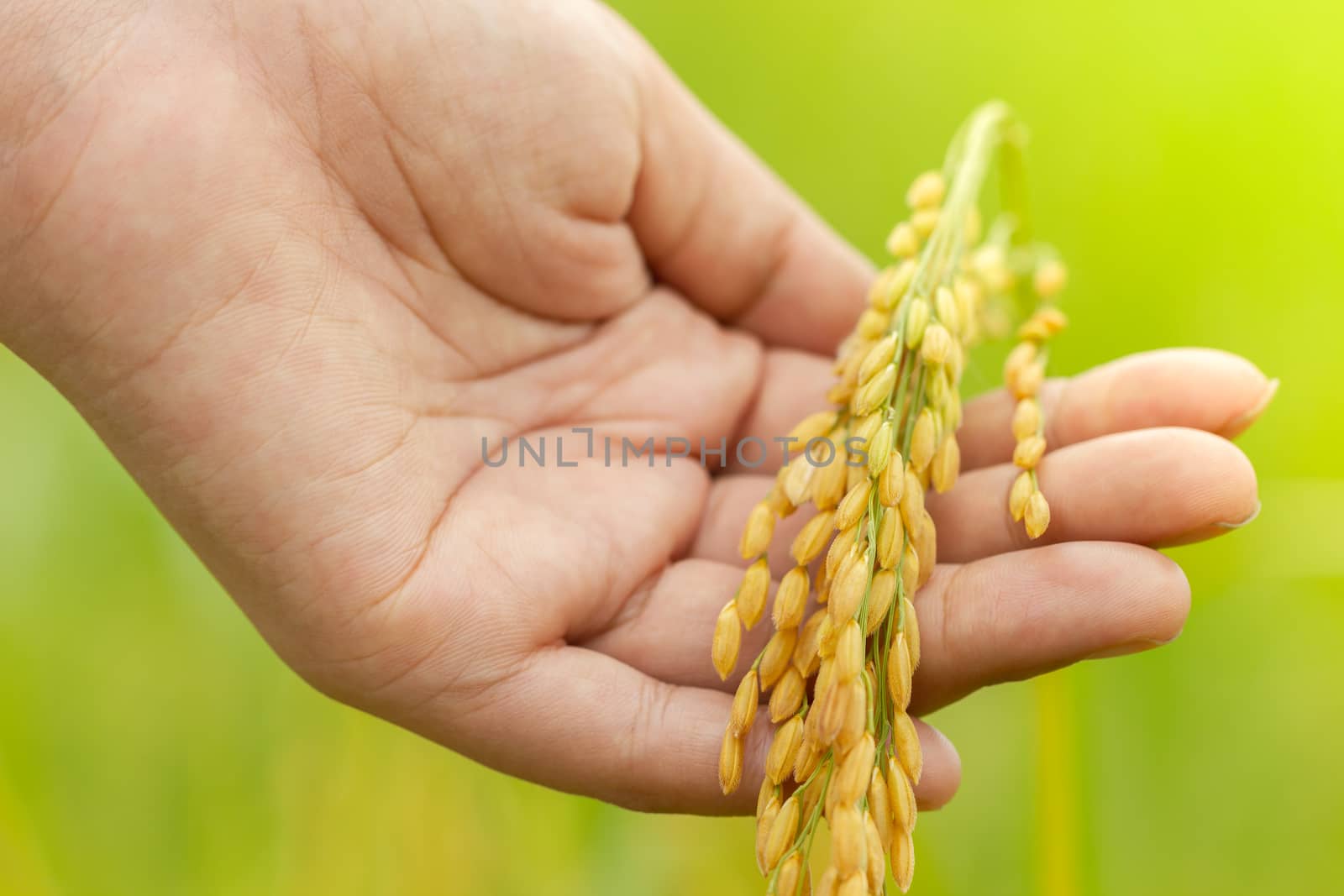 Hand holding rice grains among rice fields. The concept of agriculture or harvesting.