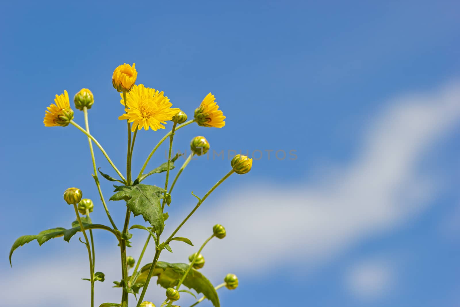 Yellow chrysanthemum in the white clouds and blue sky background.