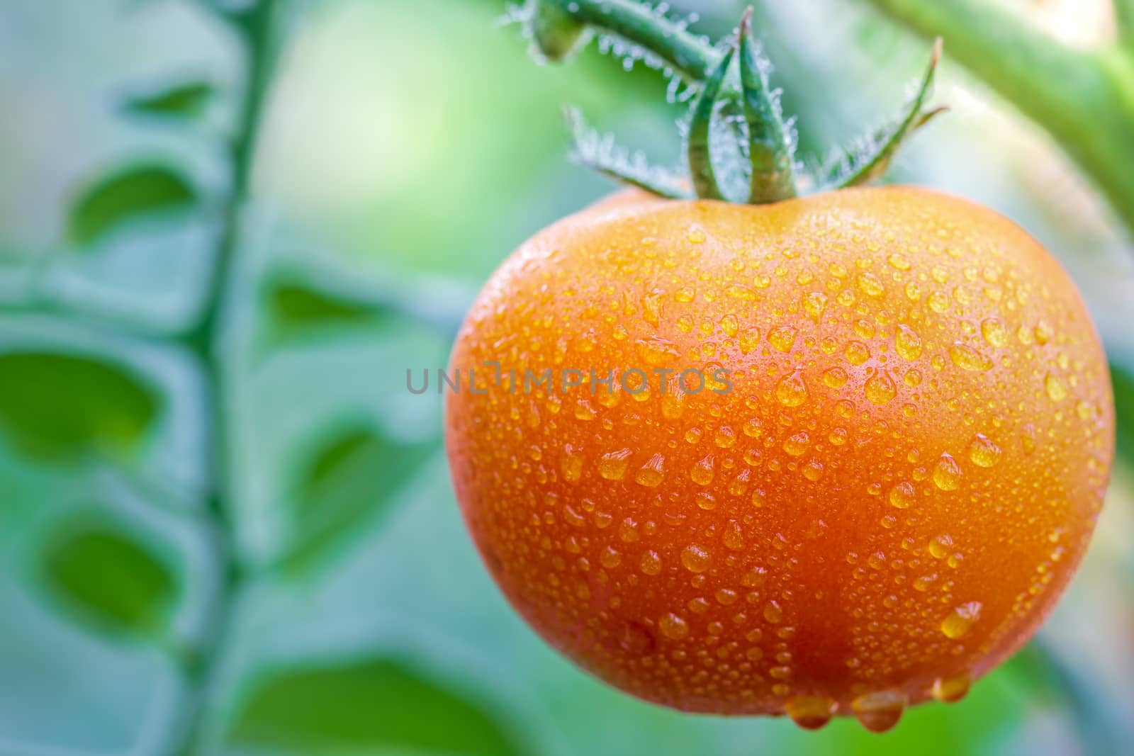 Big Tomato and drops of water in organic farms with morning sunlight.