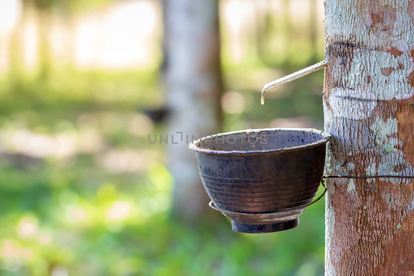 The latex of rubber flows down from the tree into the bowl and morning sunlight.